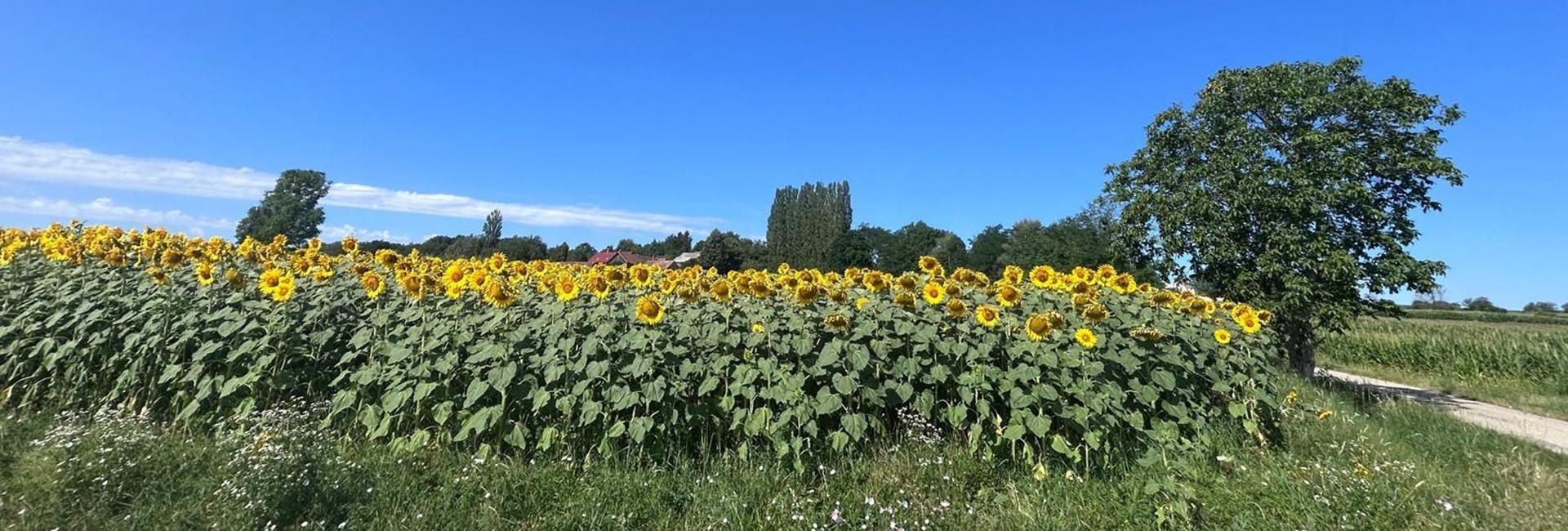 SONČNICE