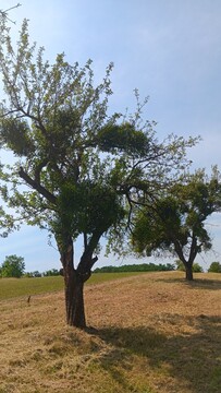 bela omela